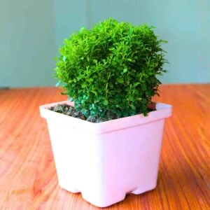 Table Kamini Plant (Cute Mini Bonsai Indoor Plant) - With 4 Inch Pot