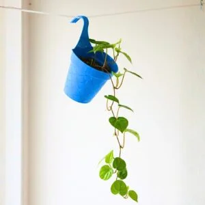 Betel Leaf Plant (Magai Paan Plant) - With Side Hanging Pot