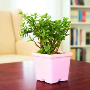 Jade Plant - With 4 Inch Pot