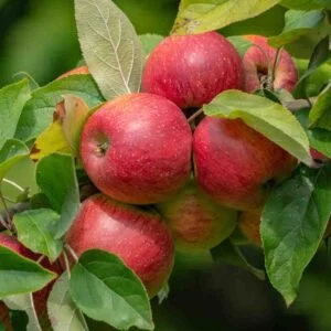 Live Apple Plant