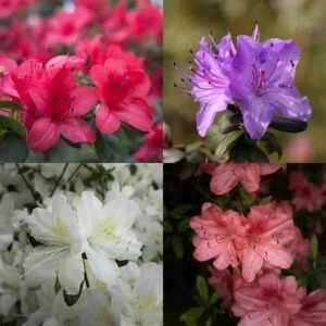 Azalea Flower Live Plant