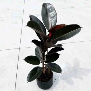 Rubber Tree, Rubber Plant, Ficus elastica (Black Prince, Burgundy) - Plant