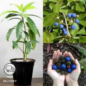 Rudraksha Plant- live plant