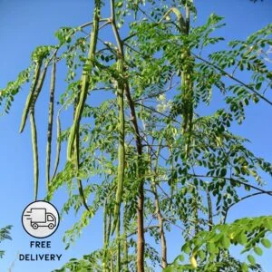 Drumstick Plant (Moringa oleifera)