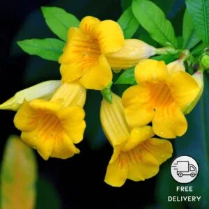 Bush Allamanda Plant, (Allamanda cathartica)