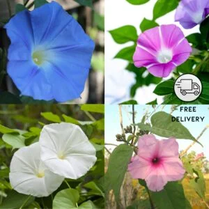 Morning Glory Live Flower Plant (Ipomoea)