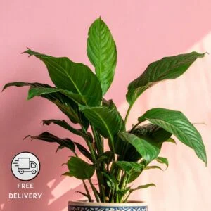 Peace Lily Flower Plant (Spathiphyllum)