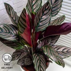 Calathea Ornata Live Plant