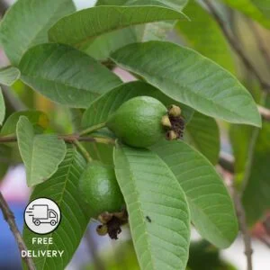 Hybrid Grafted Guava Plant (Amrud, Psidium guajava)