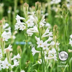 Rajnigandha Flower Plant (Tuberose)