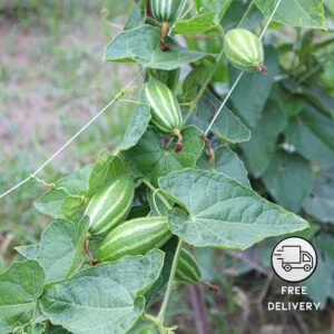 Parwal Plant (Pointed Gourd)