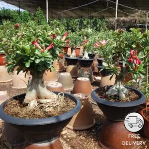 Adenium Grafted Plant, Desert Rose Plant