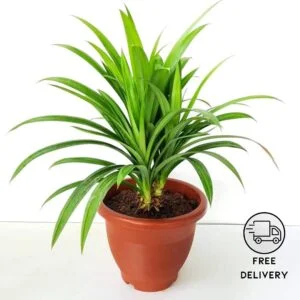 Payas Plant (Biryani Leaf Plant, Fragrant Pandan plant)