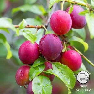 Aloo Bukhara / Common Plum Live Grafted Plant