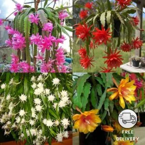 Brahma Kamal Plant Sapling (Night Queen)