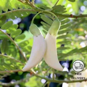 Bok Phool Plant (hummingbird plant)
