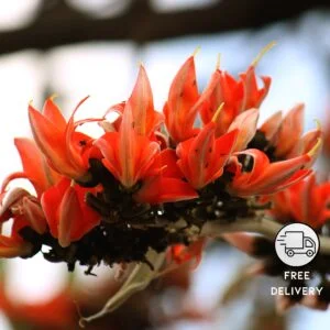 Palash Flower Plant (Butea monosperma)