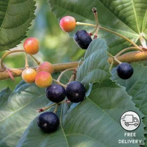 Phalsa (Falsa) Fruit Plant (Grewia asiatica)