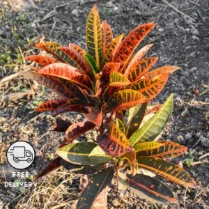 Croton Petra Plant