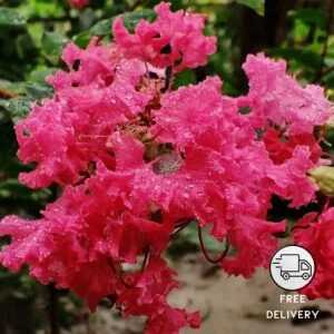 Furush Flower Plant (Jarul)