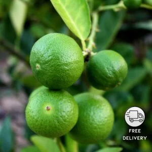 Mosambi Grafted Plant, Sweet Lime Plant
