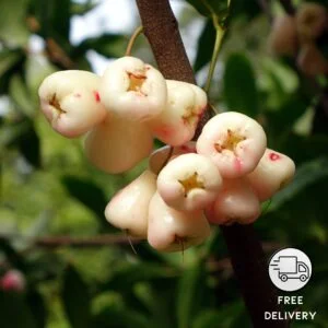 White Water Apple Plant, Jamrul Live Plant