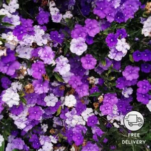 Yesterday Today Tomorrow Flower Plant, Aaj Kal Porsu Flower Plant (brunfelsia pauciflora)