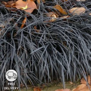 Black Mondo Grass (Ophiopogon planiscapus Nigrescens)