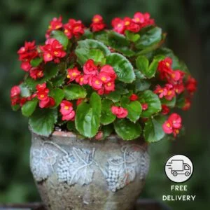 Begonia Flower Plant (Begonia concanensis)