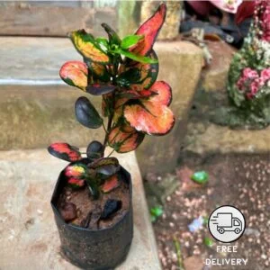Apple Croton Plant (Codiaeum Variegatum)