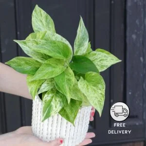Marble Queen Money Plant Live