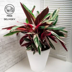 Stromanthe Sanguinea Triostar, Calathea Triostar - Plant