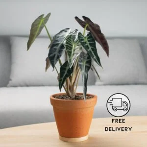 Alocasia Black Velvet Live Plant