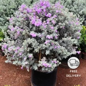 Nikodia/Texas Sage Flower plant (Leucophyllum frutescens)