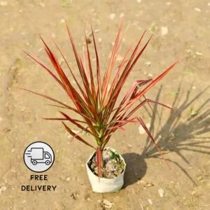 Dracaena Colorama Red Plant Live