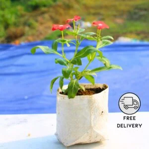 Red Nayantara Flower Plant Live