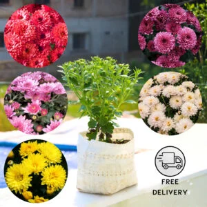 Chandramallika Live Flower Plant (Chrysanthemum)