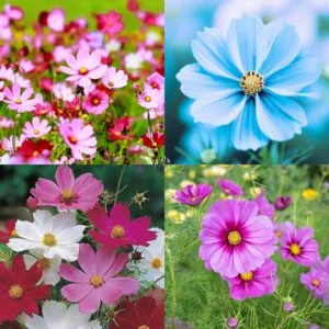 Cosmos flower seeds