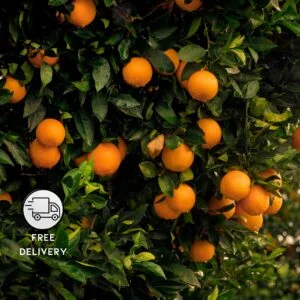 Orange Fruit Plant Live