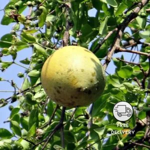 Bel Tree (Bilva Patra / Bel Patra)