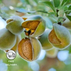 Almond Plant Live, Indian Almond Tree (Kath Badam)