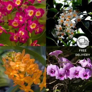 Orchid Flower Plant Live