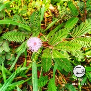 Touch me not Plant, Chuimui Plant (Mimosa pudica)