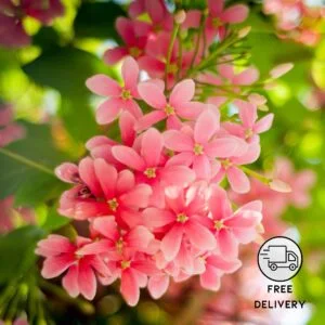 Rangoon Creeper/Madhumalti Live Flower Plant