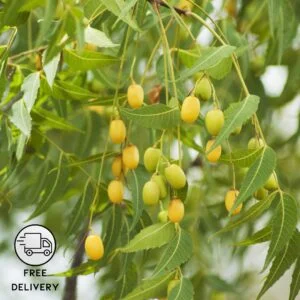 Neem Live Plant (Azadirachta indica)