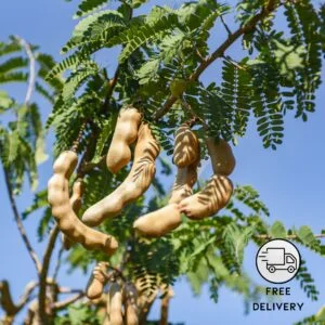 Sweet Tamarind Live Plant (Imli)