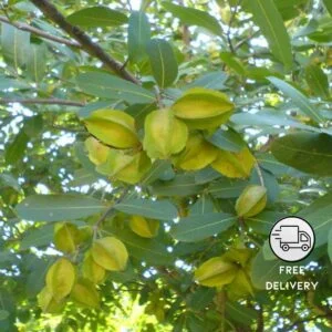 Arjun Plant Live (Terminalia Arjuna)
