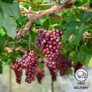Seedless Red Grapes Plant (Angoor)