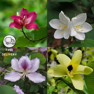 Kanchan Flower Plant (Bauhinia acuminata)