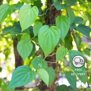 Betel Leaf Plant (Magai Paan Plant)